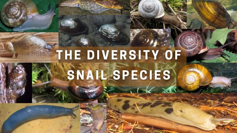 The Diversity of Snail Species