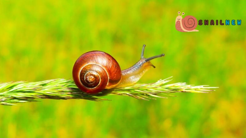 How Long Do Snails Live? Environmental Factors