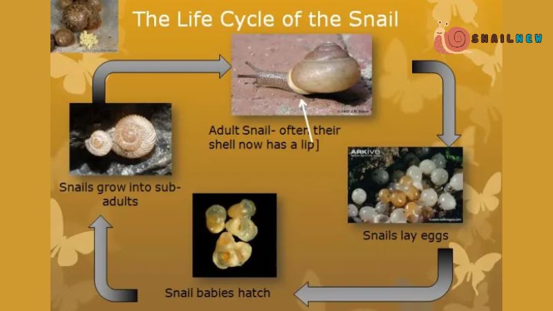 Reproduction and Life Cycle