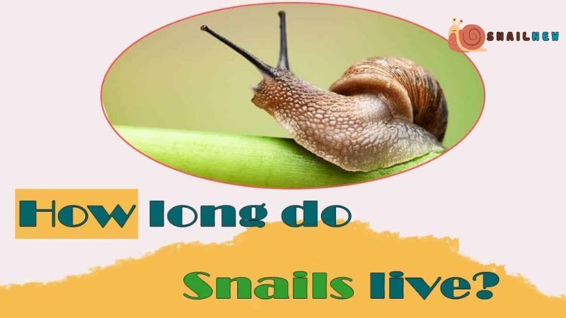 How Long Do Snails Live?