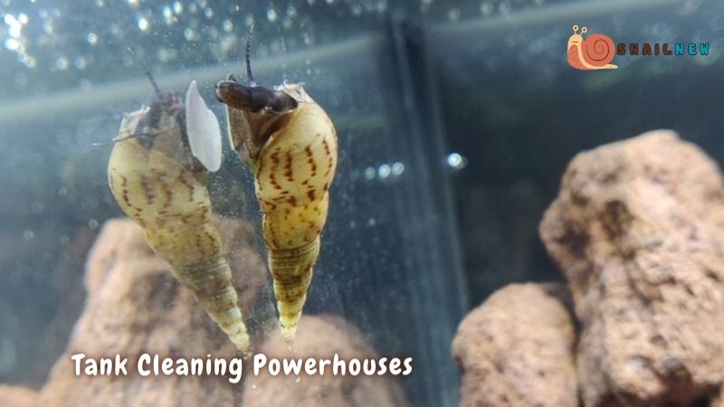 The Benefits of Malaysian Trumpet Snails