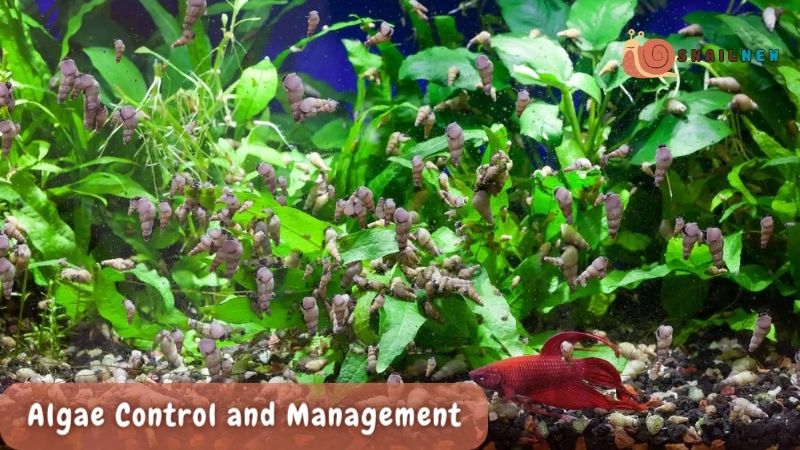 Algae Control and Management