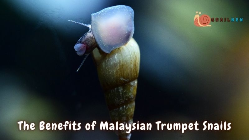 The Benefits of Malaysian Trumpet Snails