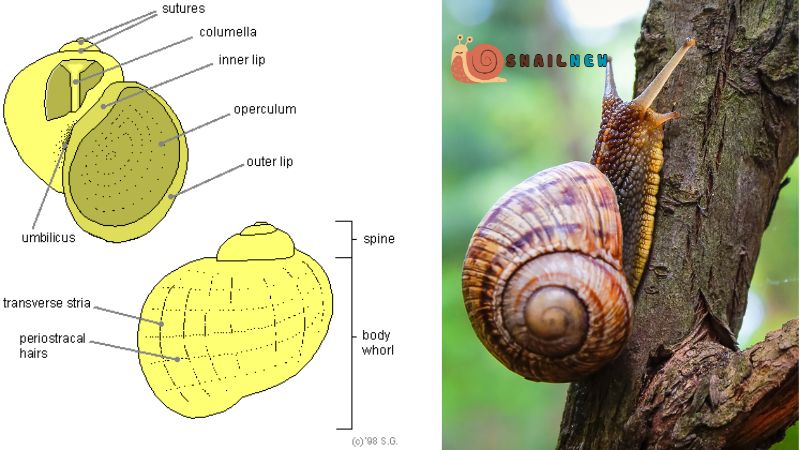 The Shell Anatomy of Snails