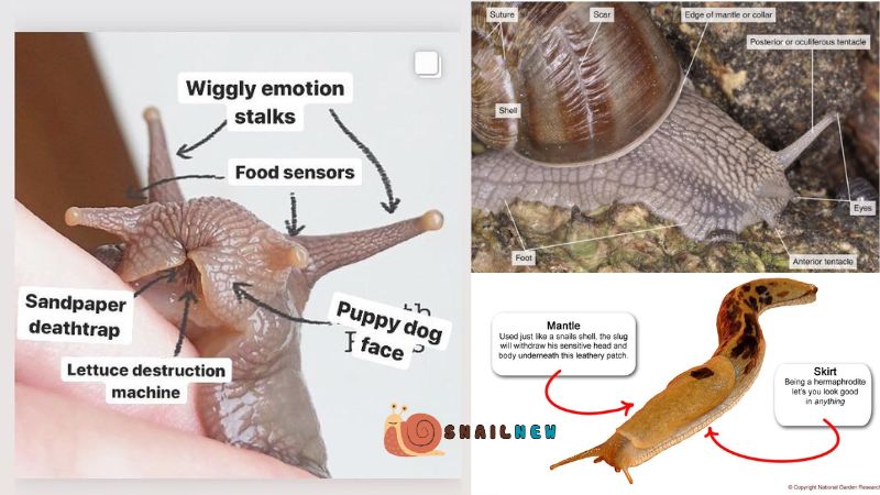 The Head Anatomy of Snails