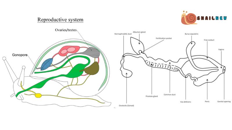 The Reproductive System