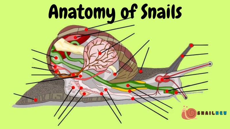 Anatomy of Snails