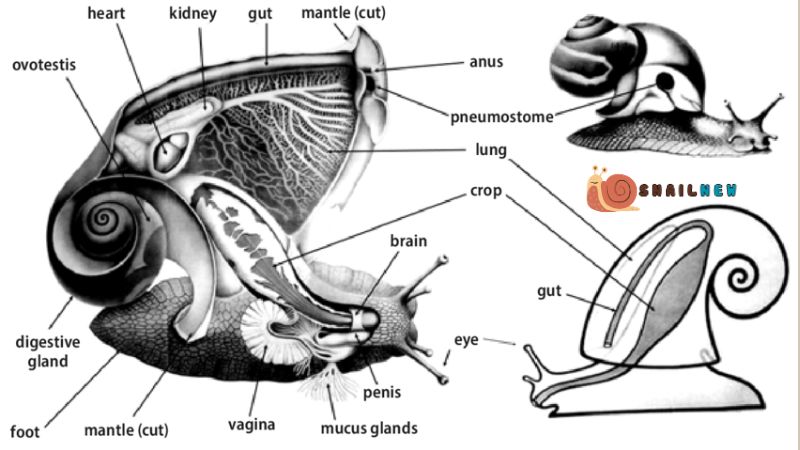 The Anatomy of Snail Reproduction