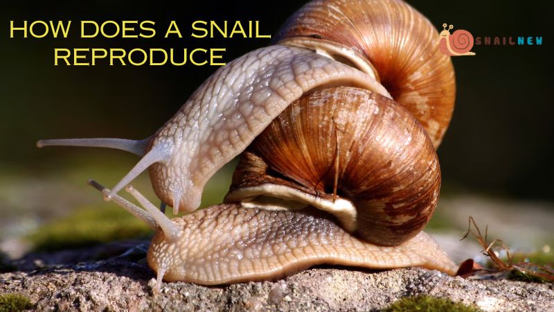 How Does A Snail Reproduce