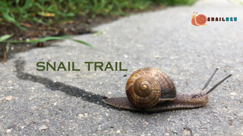 The Biology of the Snail Trail: What is a Snail Trail