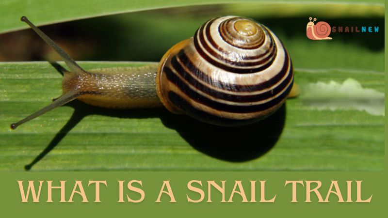 What is a Snail Trail