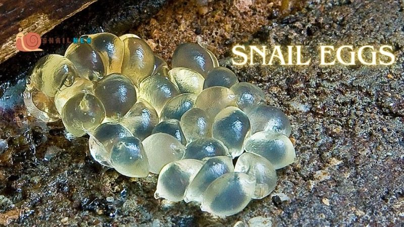 What Do Snail Eggs Look Like?