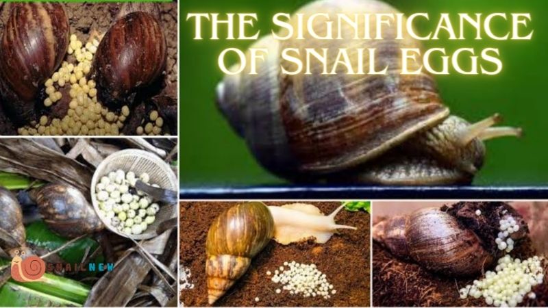 The Significance of Snail Eggs