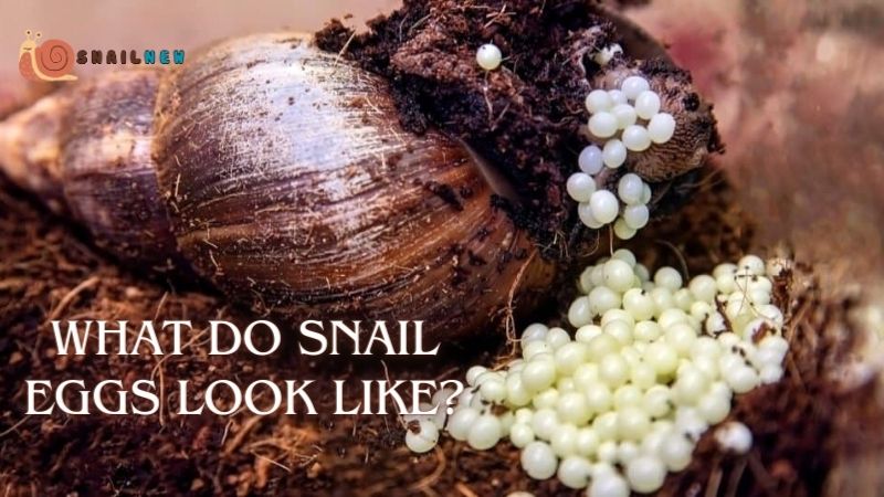 What Do Snail Eggs Look Like?