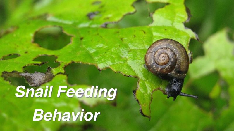 Snail Feeding Behavior