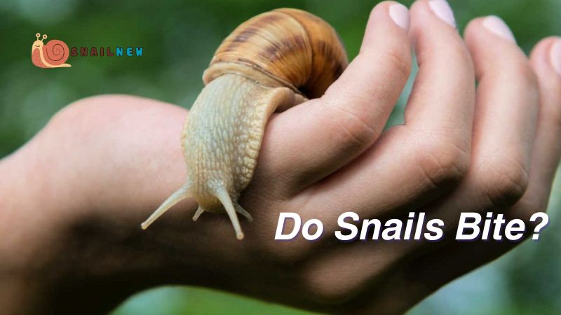 Do Snails Bite?