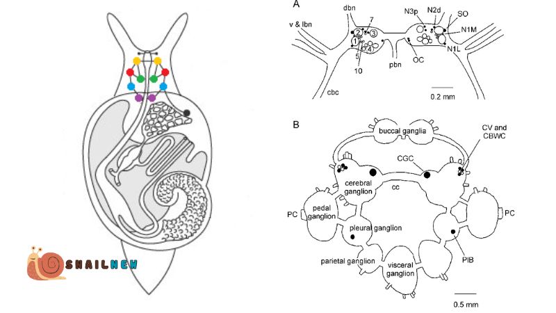 Do Snails Have Brains?