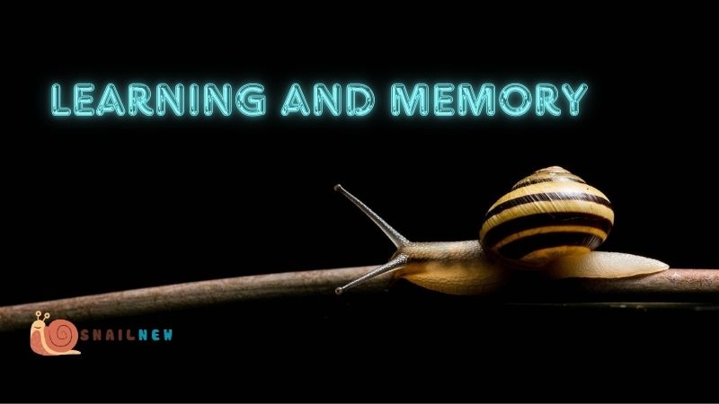 Learning and Memory