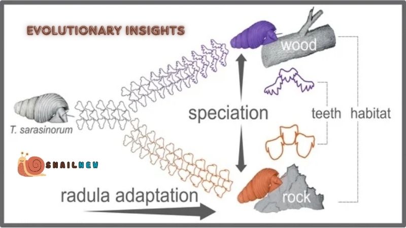 Evolutionary Insights