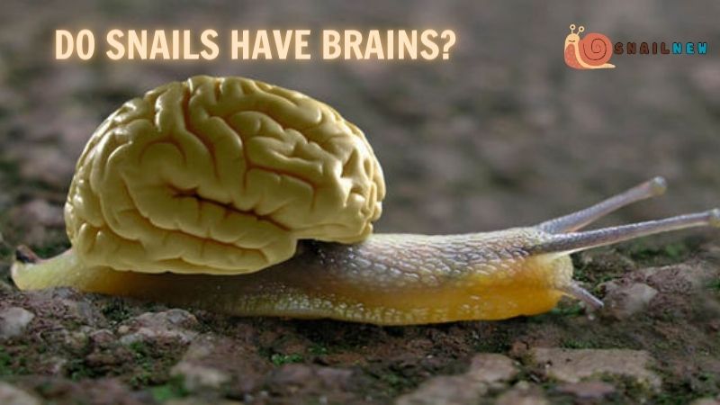 Do Snails Have Brains?