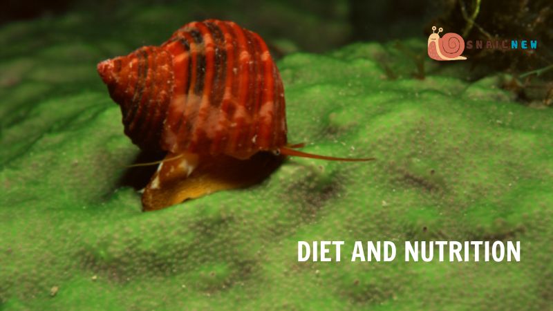 Diet and Nutrition