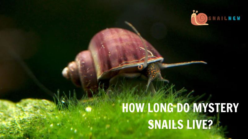 How Long Do Mystery Snails Live?