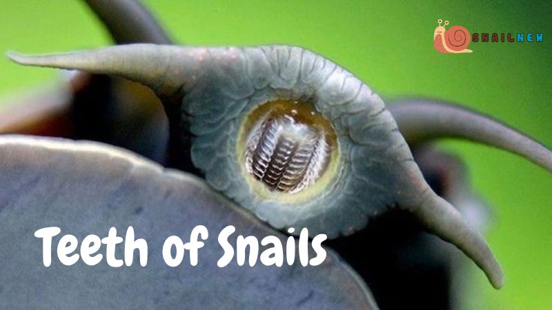 Teeth of Snails