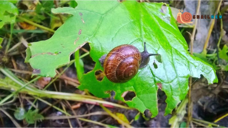 What Can Snails Eat?