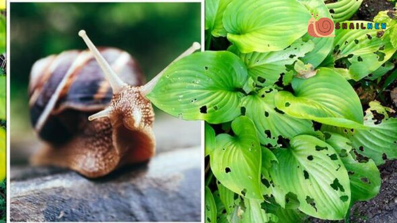 Snails can eat Herbal Infusion