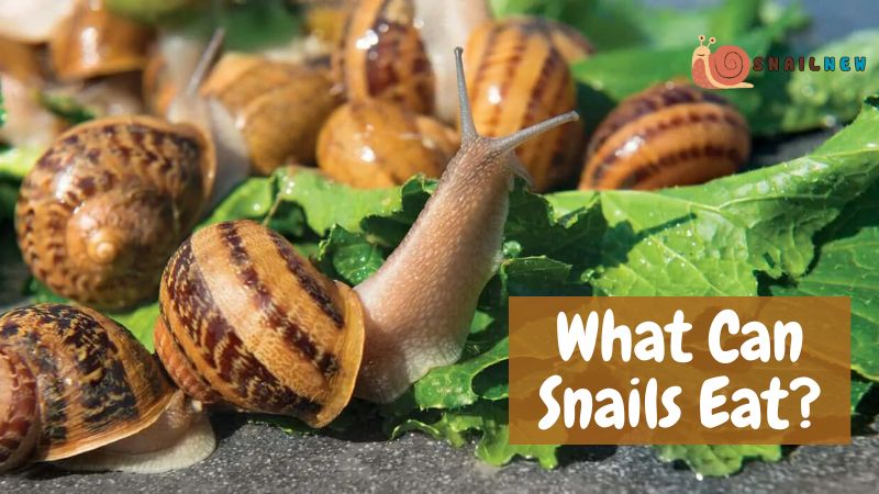 What Can Snails Eat?