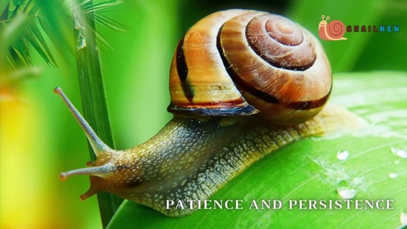 The Spiritual Meaning Snail