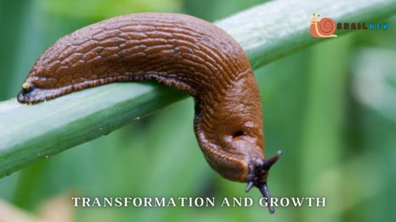 Transformation and Growth