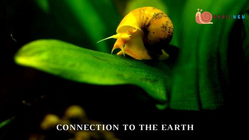 Connection to the Earth