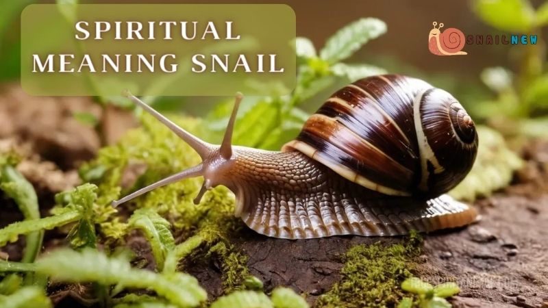 The Spiritual Meaning Snail