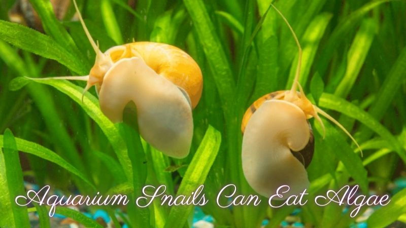 What Do Aquarium Snails Eat?