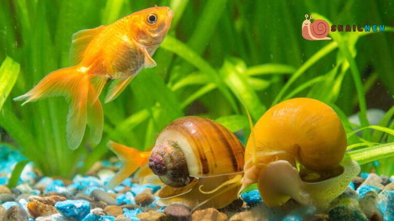 Aquarium Snails Can Eat Leftover Fish Food