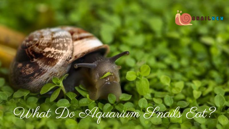 What Do Aquarium Snails Eat?