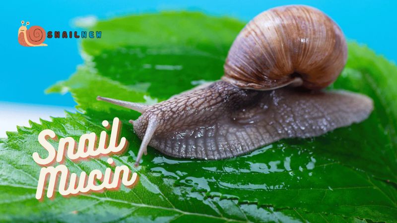 Snail Mucin