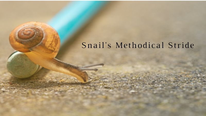 Snail's Methodical Stride