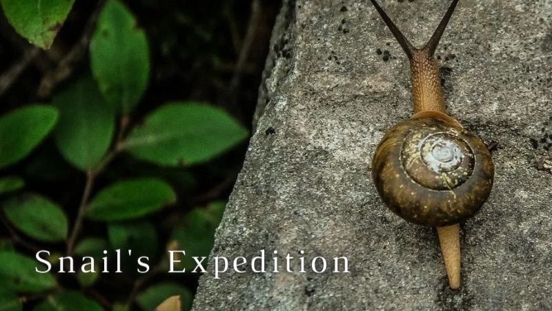 How Far Can a Snail Travel in a Day in the Garden Snail's Expedition