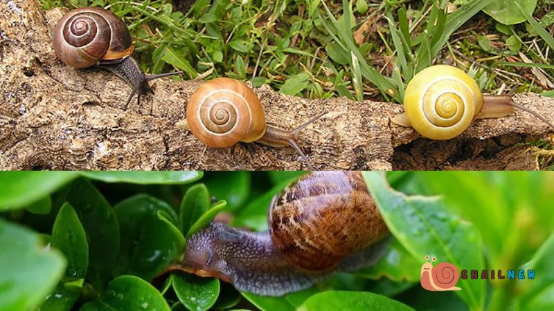 Snail Travel