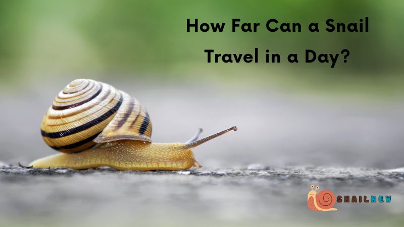 How Far Can a Snail Travel in a Day?