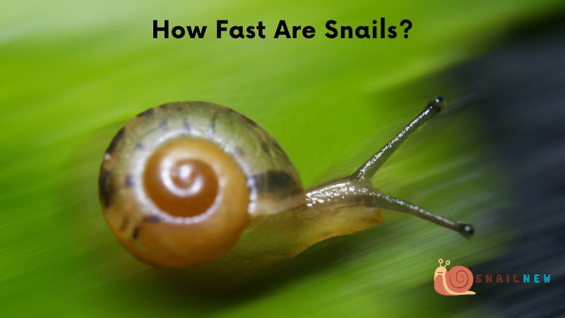 How Fast Are Snails?