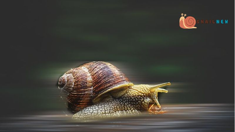 How Fast Are Snails?