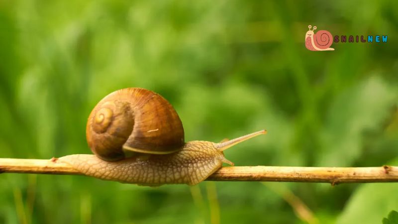 How Fast Are Snails?