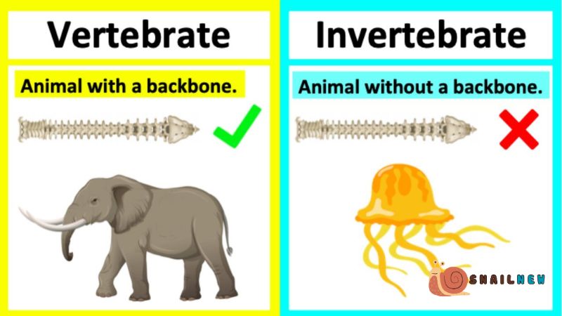 Vertebrates and Invertebrates