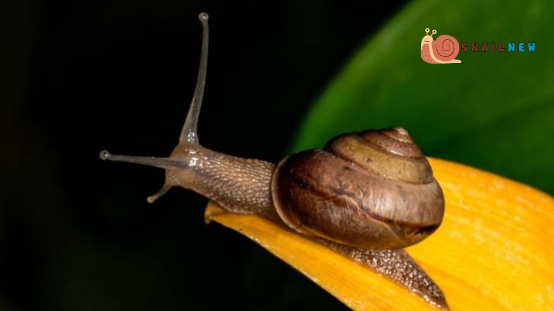 Is a Snail a Vertebrate?