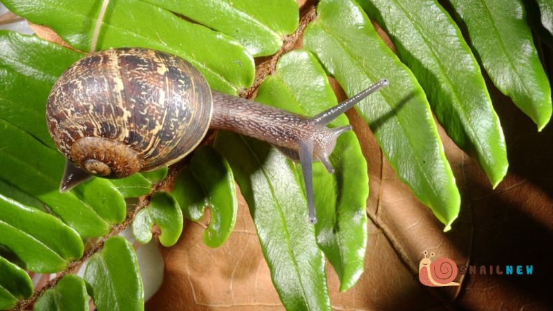 Adaptations of Snails