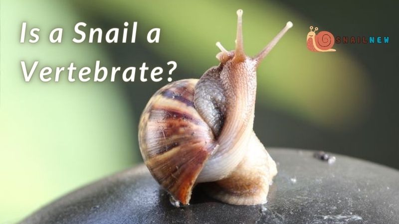 Is a Snail a Vertebrate?