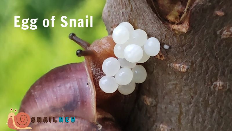 Snail Life Cycle